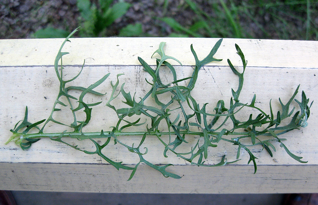 Image of Senecio borysthenicus specimen.