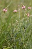 genus Onobrychis