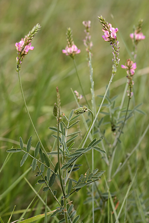 Image of genus Onobrychis specimen.