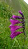 Gladiolus tenuis