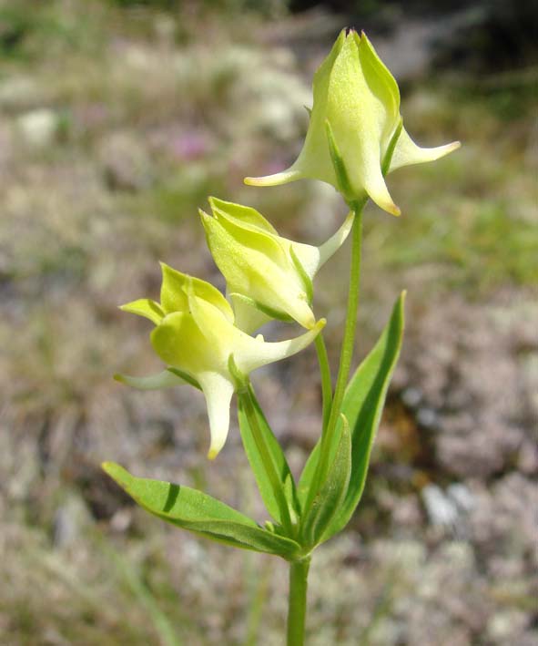 Изображение особи Halenia corniculata.