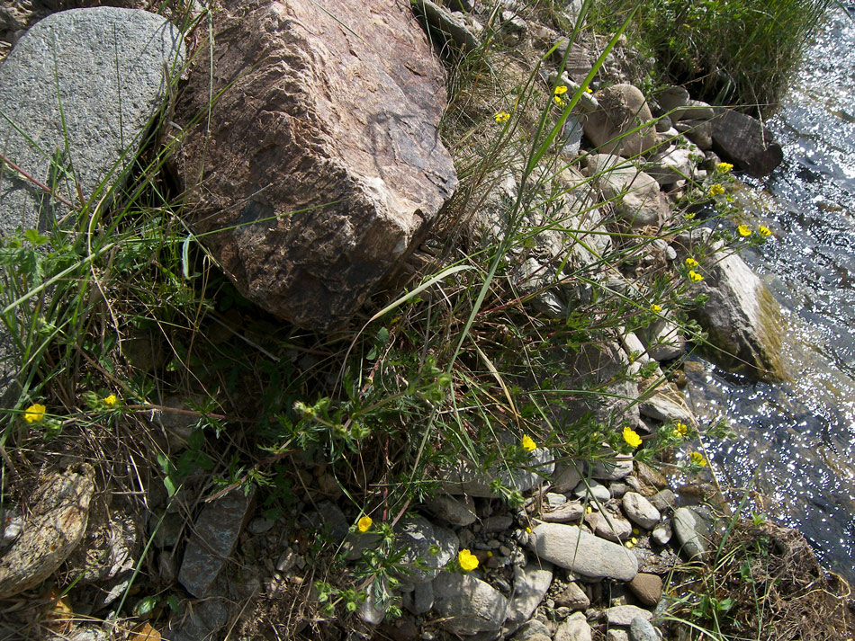 Изображение особи Potentilla semilaciniosa.