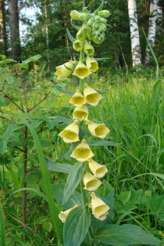 Image of Digitalis grandiflora specimen.