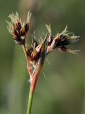 Luzula multiflora