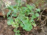 Lactuca dissecta. Прикорневая часть растения. Туркменистан, хр. Кугитанг, ущелье Умбардере. Июнь 2012 г.