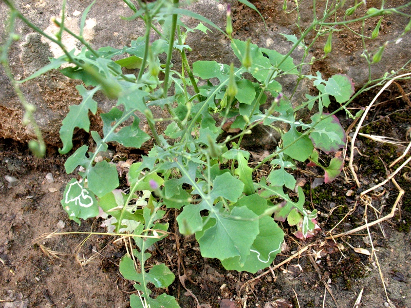 Изображение особи Lactuca dissecta.