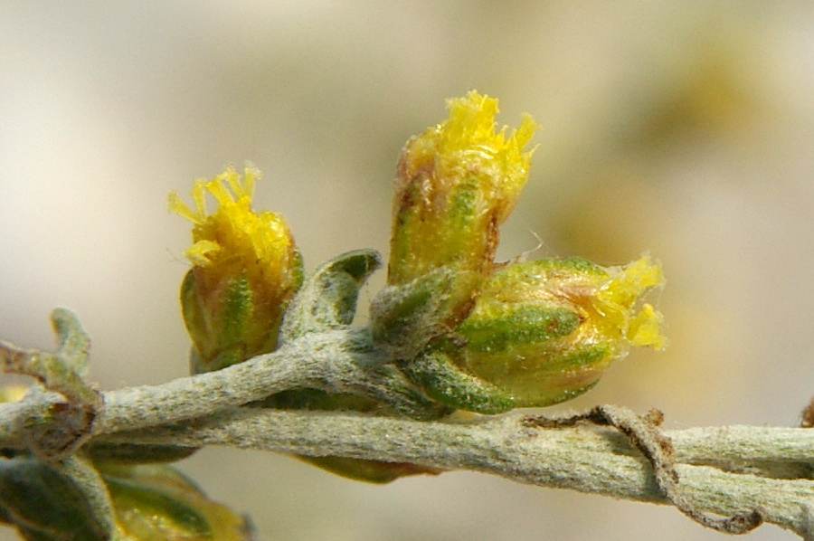 Image of Artemisia santonicum specimen.