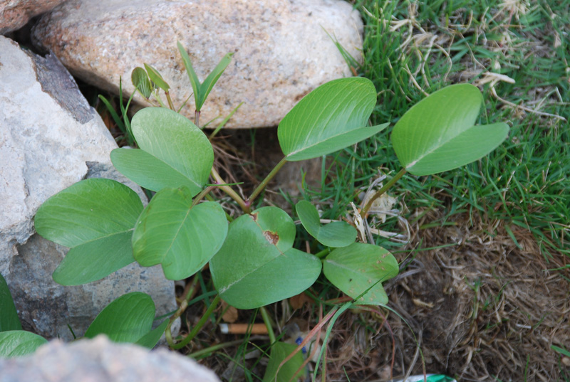 Изображение особи Ipomoea pes-caprae.