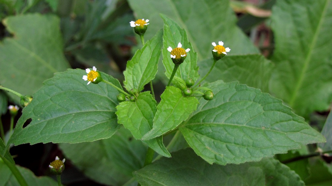 Image of Galinsoga parviflora specimen.