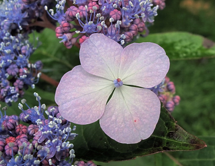 Изображение особи Hydrangea macrophylla ssp. serrata.