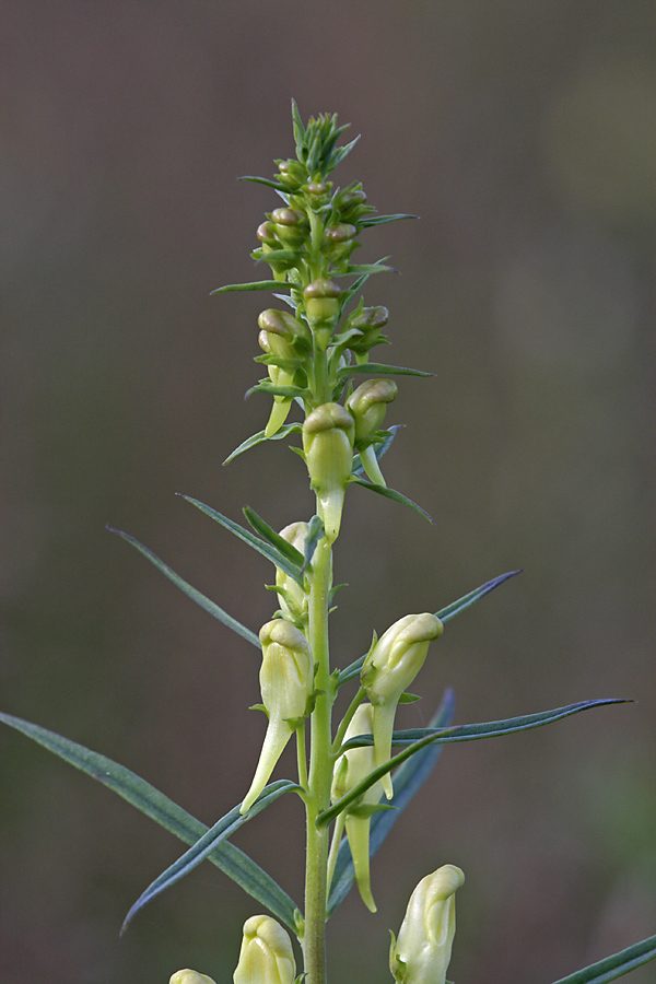 Image of Linaria vulgaris specimen.