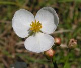 Sagittaria trifolia. Цветок и бутоны. Приморский край, Спасский р-н, окр. с. Хвалынка. 25.08.2012.