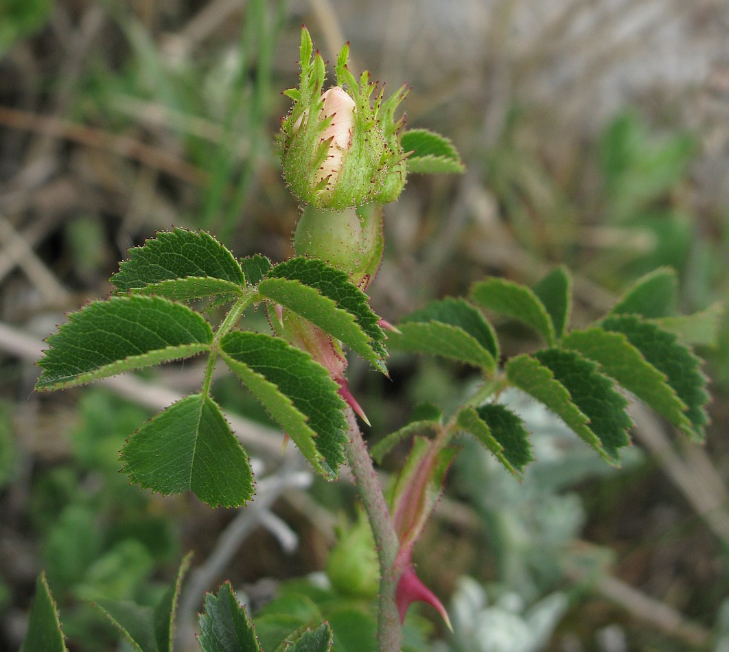 Image of Rosa turcica specimen.