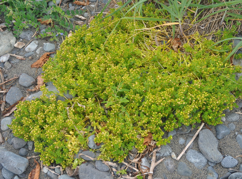 Image of Honckenya peploides ssp. major specimen.