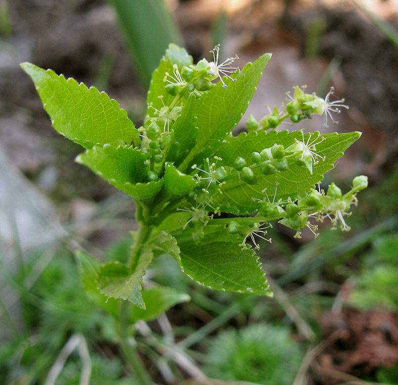 Изображение особи Mercurialis perennis.