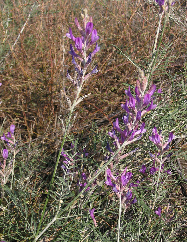 Image of Astragalus varius specimen.