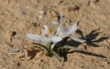 Colchicum tuviae. Цветущие растения. Israel, Beer Sheba. 16.12.2011.