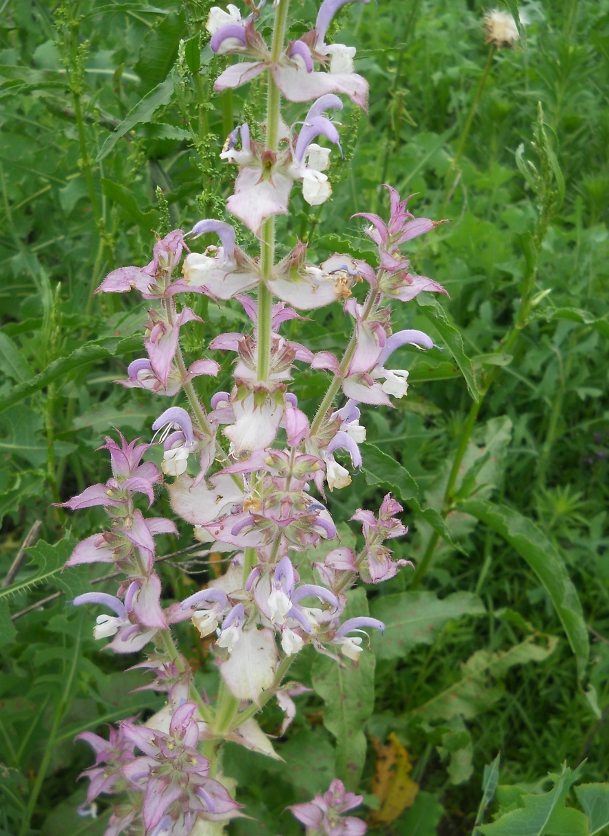 Изображение особи Salvia sclarea.