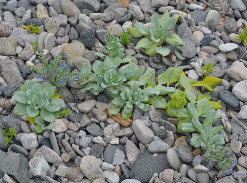 Изображение особи Mertensia maritima.