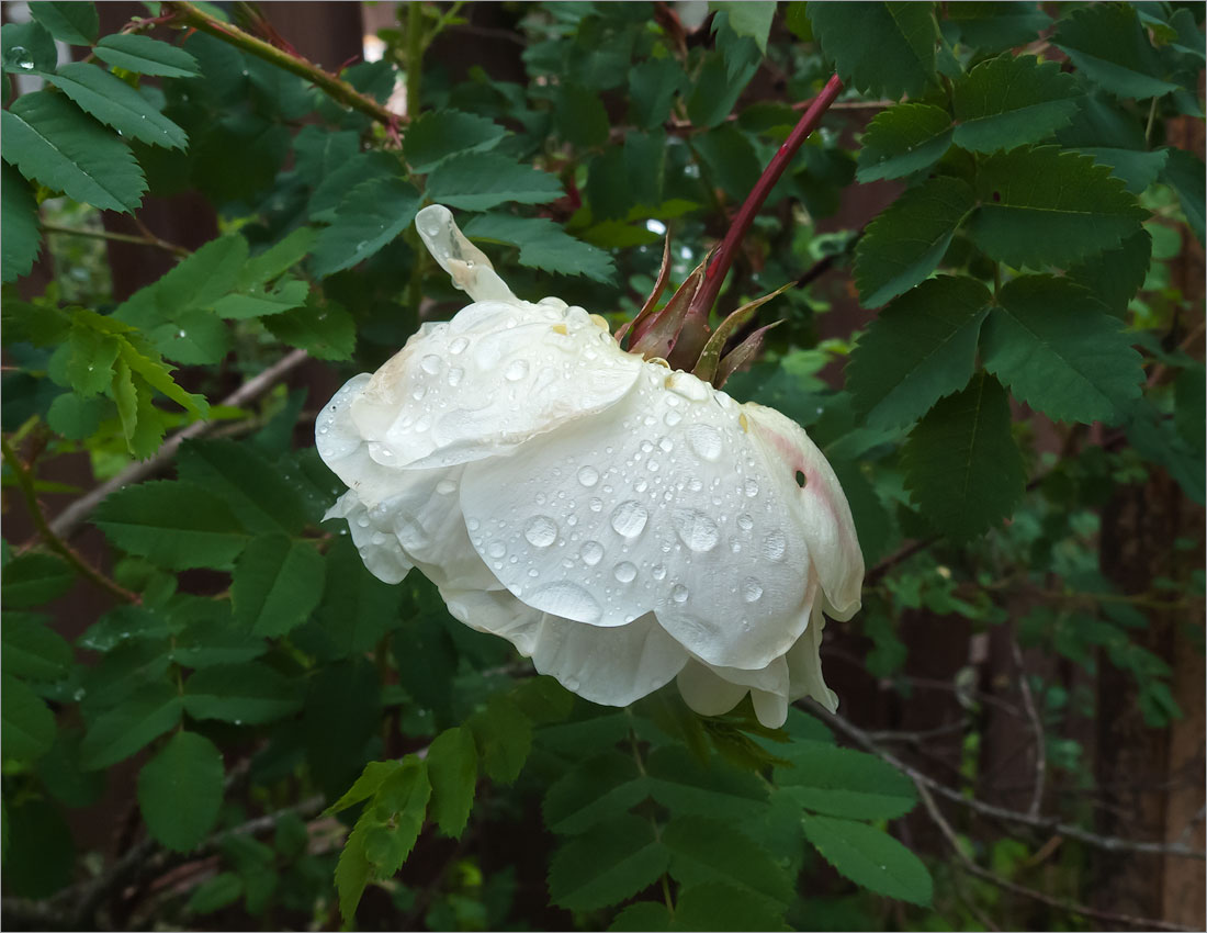 Image of Rosa spinosissima specimen.