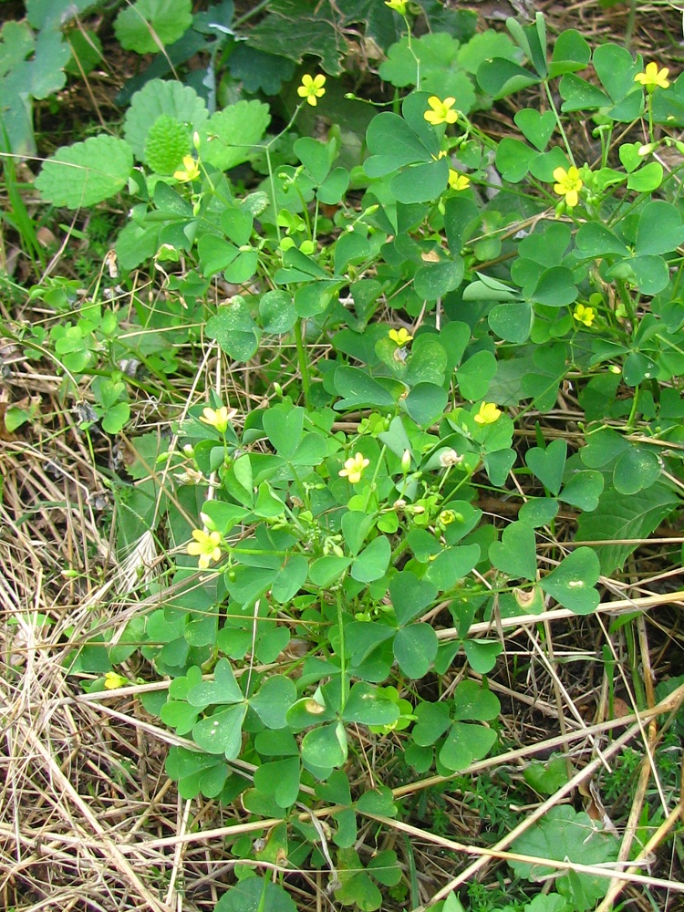 Изображение особи Oxalis stricta.