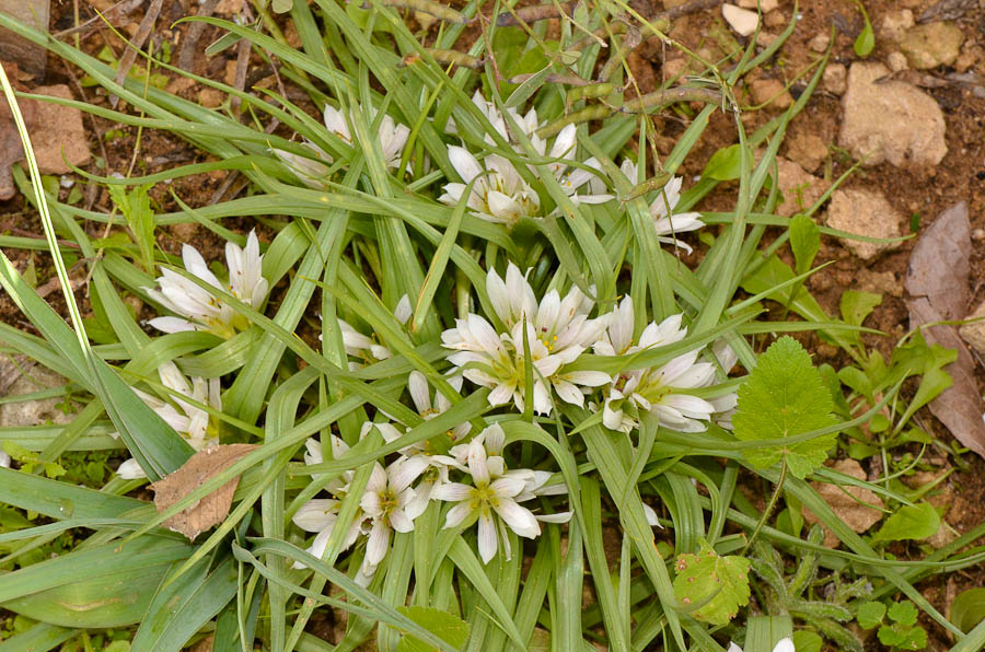 Изображение особи Androcymbium palaestinum.