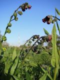 Cynoglossum officinale