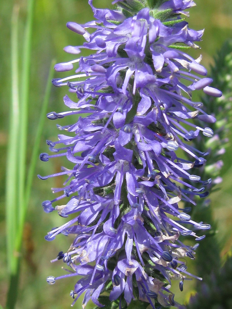 Image of Veronica orchidea specimen.