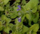 Nepeta × faassenii. Соцветие с первыми цветками. Германия, г. Кемпен, в культуре. 09.02.2013.