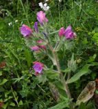 Echium judaeum. Верхушка цветущего растения. Израиль, горный массив Кармель. 05.04.2011.