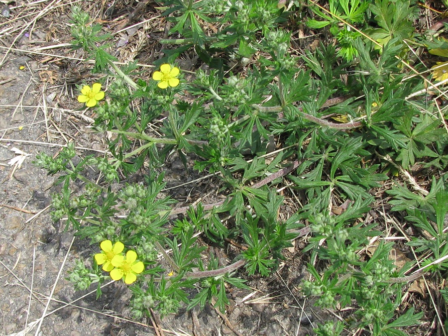 Изображение особи Potentilla argentea.