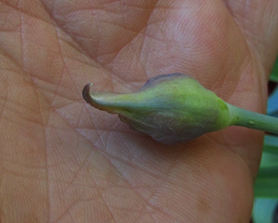 Image of Allium moly specimen.