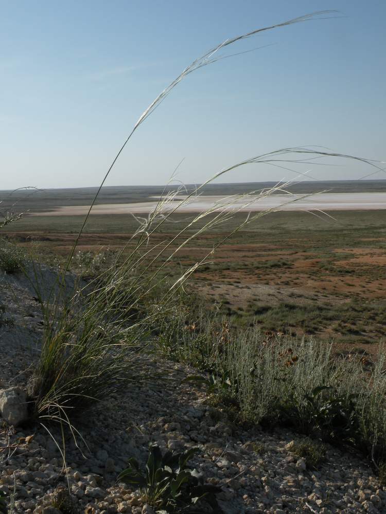 Image of Stipa hohenackeriana specimen.