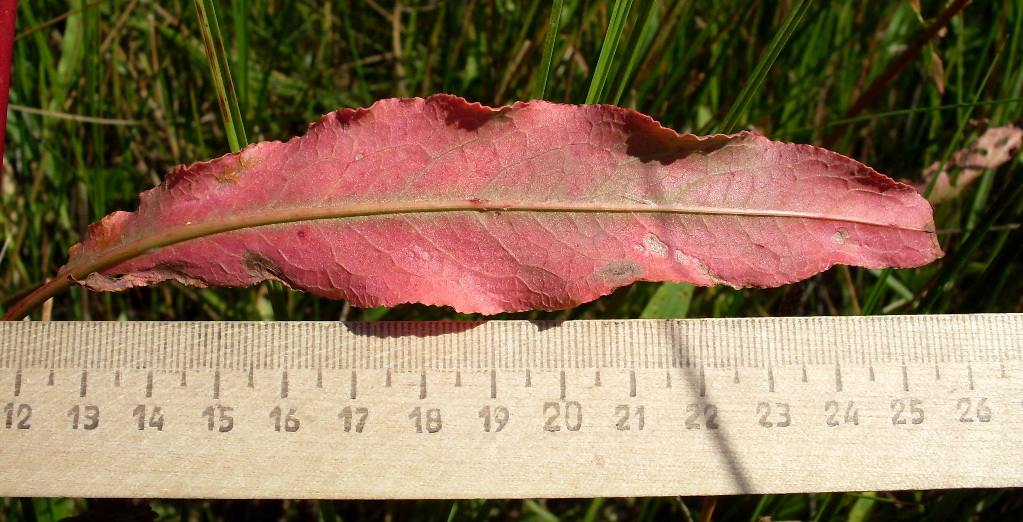 Image of Rumex stenophyllus specimen.