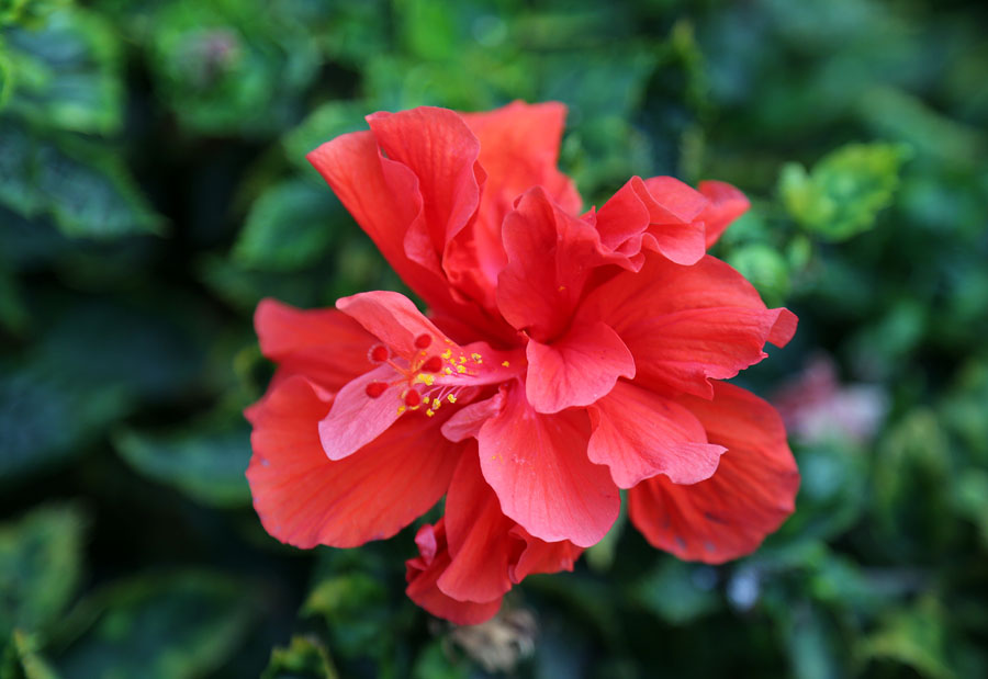 Image of Hibiscus rosa-sinensis specimen.