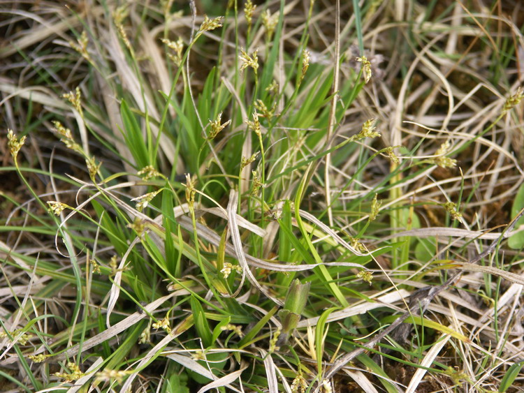 Изображение особи Carex ornithopoda.