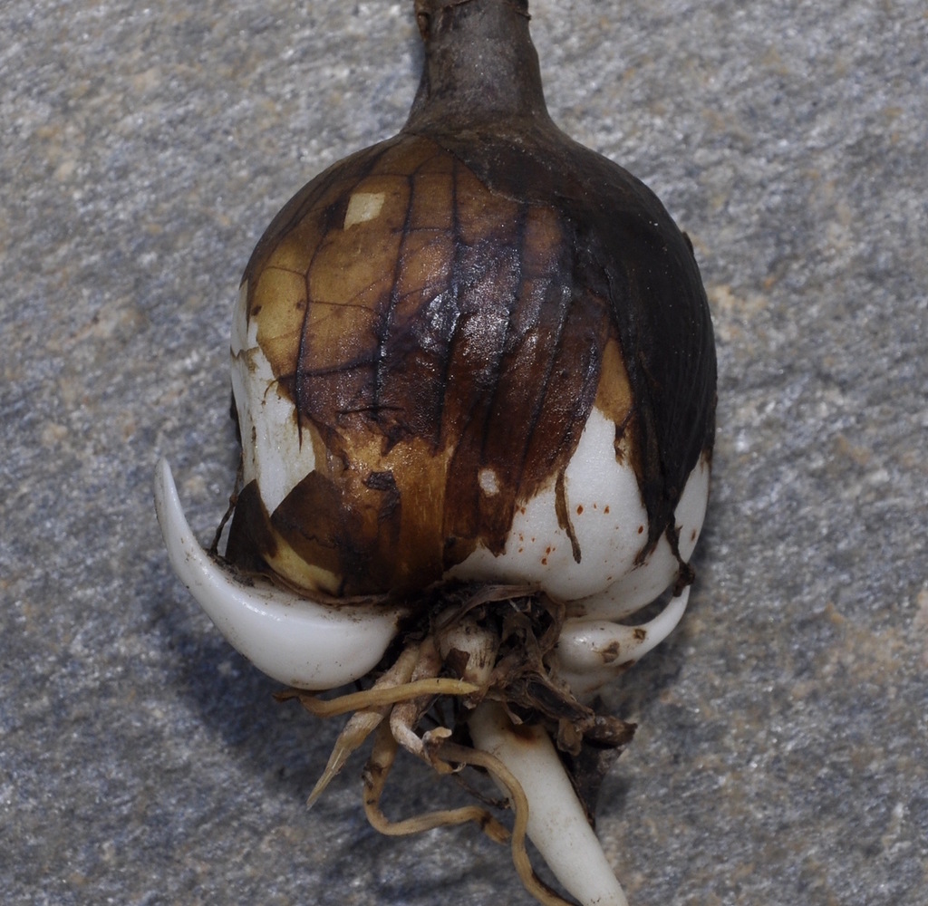 Image of Sternbergia lutea specimen.