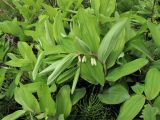 Polygonatum odoratum