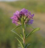 Thymus pallasianus