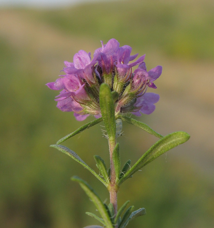 Изображение особи Thymus pallasianus.