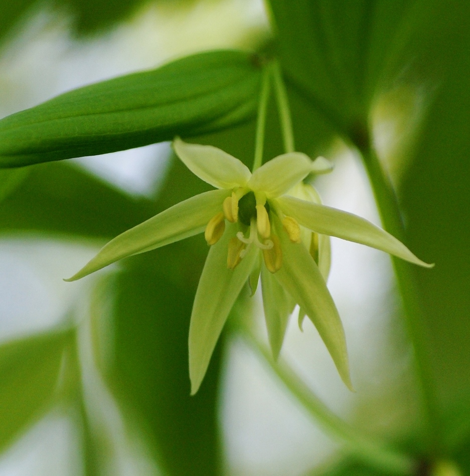 Изображение особи Disporum smilacinum.