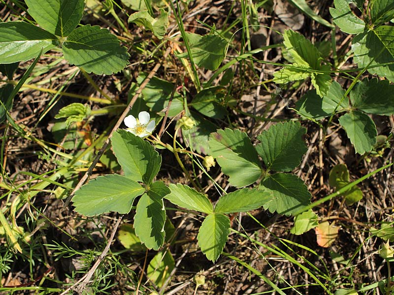 Image of Fragaria &times; ananassa specimen.