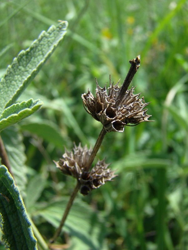 Image of Marrubium praecox specimen.