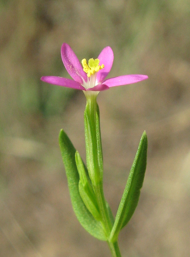 Image of Centaurium pulchellum specimen.