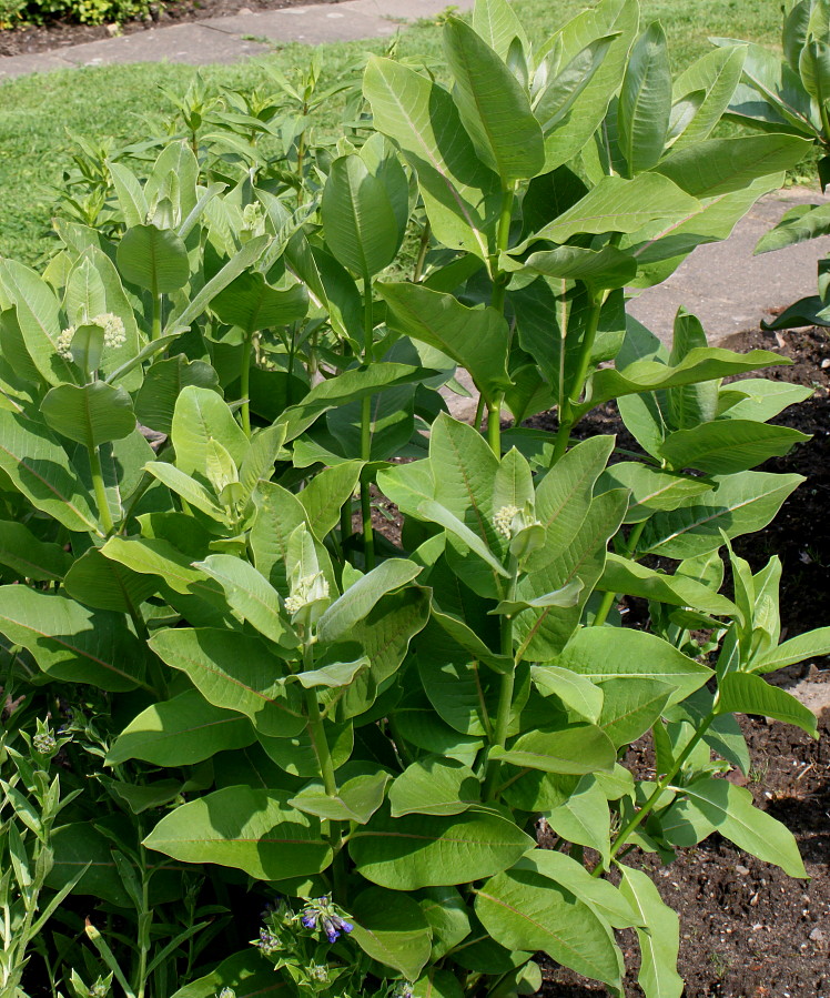 Image of Asclepias syriaca specimen.