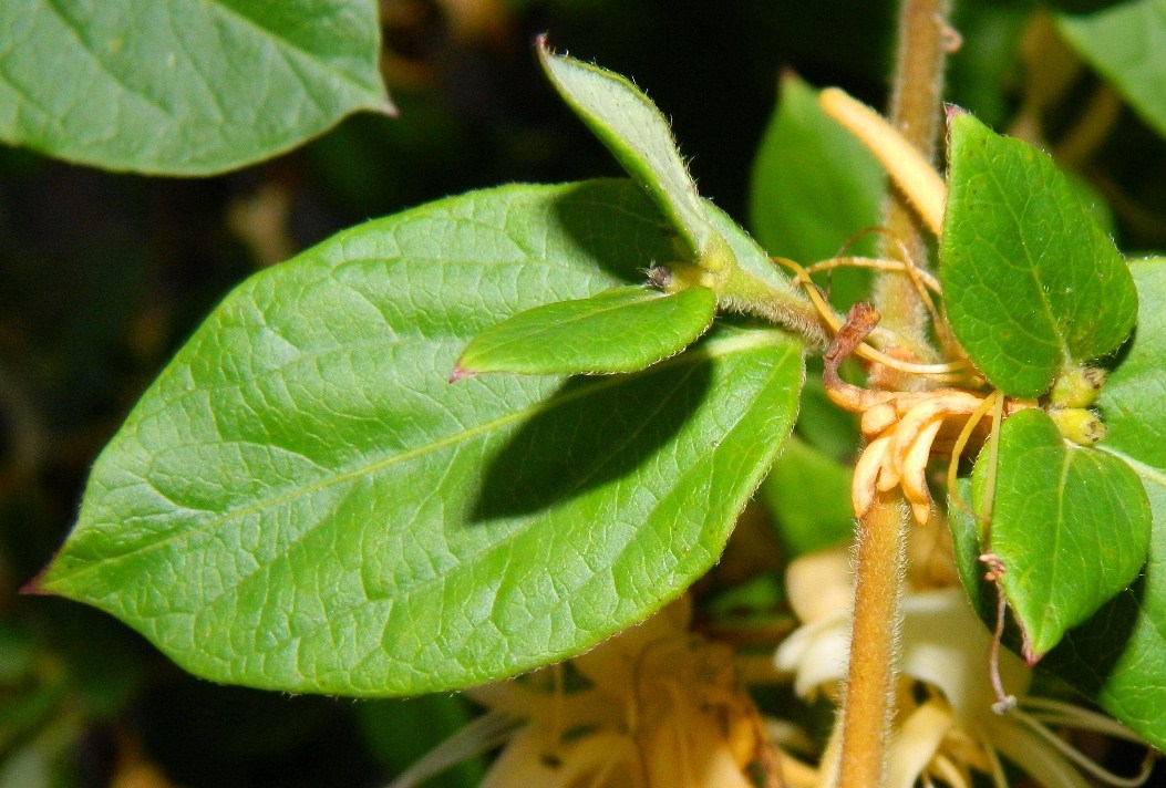 Изображение особи Lonicera japonica.