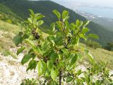 Rhamnus cathartica. Верхушка ветки с плодами. Краснодарский край, окр. г. Геленджик, прибрежная гора, каменистый склон. 07.08.2013.