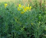 Lathyrus pratensis