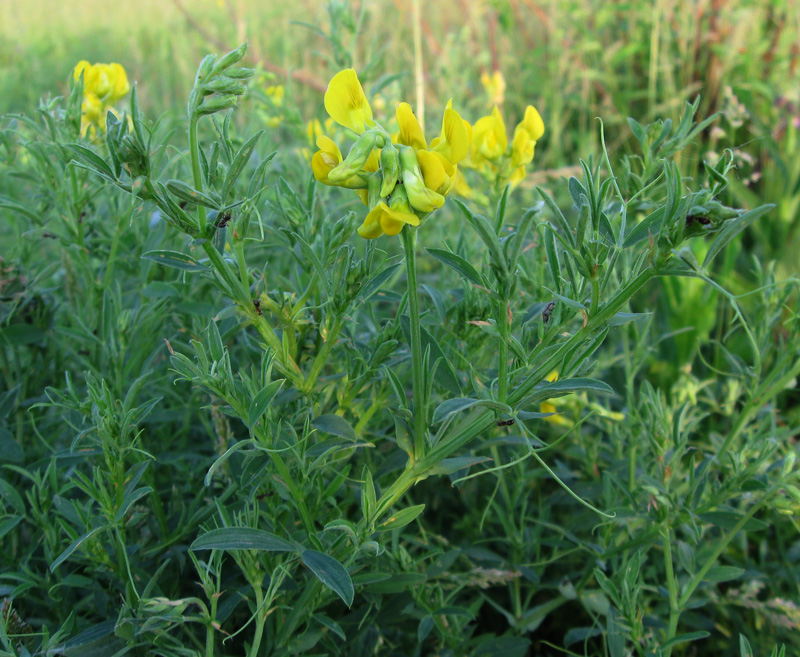 Изображение особи Lathyrus pratensis.