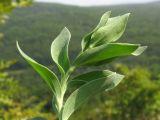 Linaria genistifolia